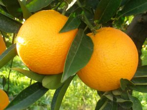 arance di ribera online