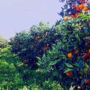 Tarocco Gallo di Sicilia.
