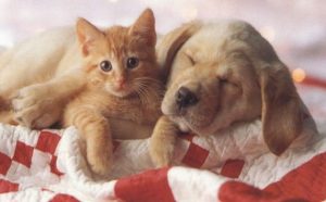 Dottor Bau e Dottor Miao - A Breve Distribuito in Tutta Italia Grazie all'Accordo con Laro Goup Sl.